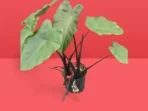 Colocasia Black stem