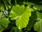 indoor elephant ear plant care